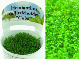 Хемиантус Куба (Hemianthus callitrichoides ''Cuba'')