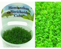 Хемиантус Куба (Hemianthus callitrichoides ''Cuba'')