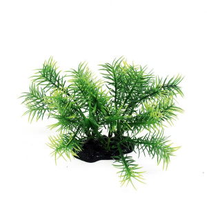 ArtUniq Pogostemon erectus 10-12 - Погостемон Эректус, 10-12 см