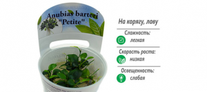 Анубиас Петит (Anubias barteri ''Petite'')