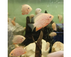 Северум Красноточечный