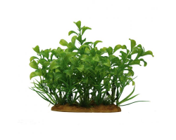 ArtUniq Ludwigia green 15 - Людвигия зеленая, 15 см