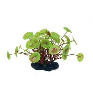 ArtUniq Hydrocotyle verticillata 10-12 -Щитолистник вертикальный, 10-12 см