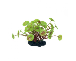 ArtUniq Hydrocotyle verticillata 10-12 -Щитолистник вертикальный, 10-12 см