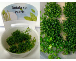 Ротала Перл (Rotala sp. Pearl)