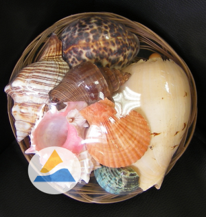 Набор крупных ракушек 19 Фрукты моря