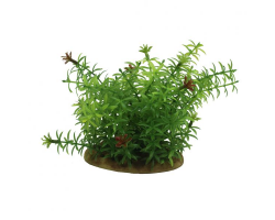 ArtUniq Elodea 15 - Элодея, 15 см