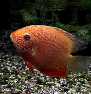 Северум красноточечный ML 10-12 см