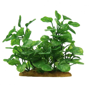 ArtUniq Anubias 15 -Анубиас, 15 см