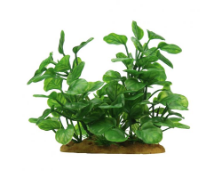 ArtUniq Anubias 15 -Анубиас, 15 см