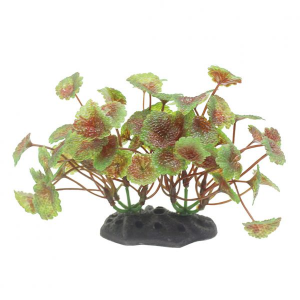 ArtUniq Hydrocotyle red-green 10-12 - Щитолистник красно-зеленый, 10-12 см