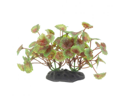 ArtUniq Hydrocotyle red-green 10-12 - Щитолистник красно-зеленый, 10-12 см