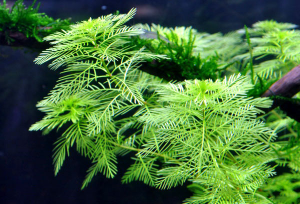 Перистолистник матогросский Myriophyllum matogrossense