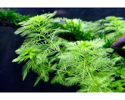 Перистолистник матогросский Myriophyllum matogrossense