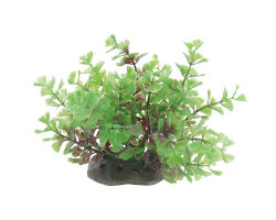 ArtUniq Caryota light red-green 10-12 -Кариота красно-зеленая, светлая, 10-12 см